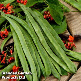 Bean Runner Scarlet Empire 15 Garden Ready Plants