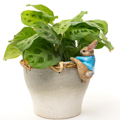 Beatrix Potter Peter Rabbit Climbing Plant Pot Hanger - L9 x W7.5 x H7 cm