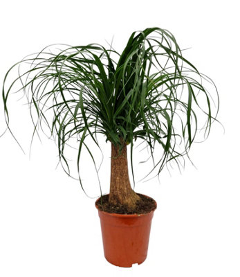 Beaucarnea (Nolina) 'Elephant Foot' - Pianta Da Interno, Vaso 19cm, Tronco Dritto, Altezza 60-80cm - 2