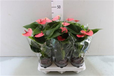 Beaucarnea (Nolina) 'Elephant Foot' - Pianta Da Interno, Vaso 19cm, Tronco Dritto, Altezza 60-80cm - 3