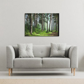 Beautiful summer forest with different trees (Canvas Print) / 152 x 101 x 4cm