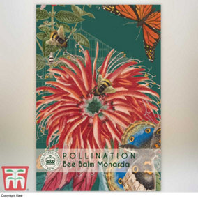 Bee Balm - Kew Pollination Seed Collection - 1 Seed Packet (80 Seeds)