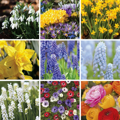 Bee & Butterfly Spring Mix to Attract Pollinators (Approx. 271 Bulbs) by Jamieson Brothers