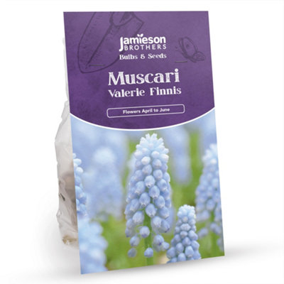Bee & Butterfly Spring Mix to Attract Pollinators (Approx. 271 Bulbs) by Jamieson Brothers - 8