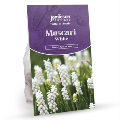 Bee & Butterfly Spring Mix to Attract Pollinators (Approx. 271 Bulbs) by Jamieson Brothers - 9