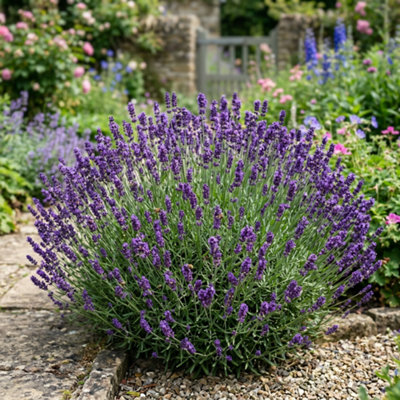 Shop shrubs.