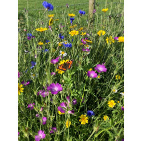 Bees and Butterfly Wildflower Seed BSBP 100% (100 g)