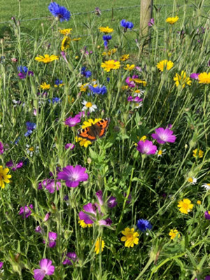 Bees and Butterfly Wildflower Seed BSBP 100% (5 Kg)