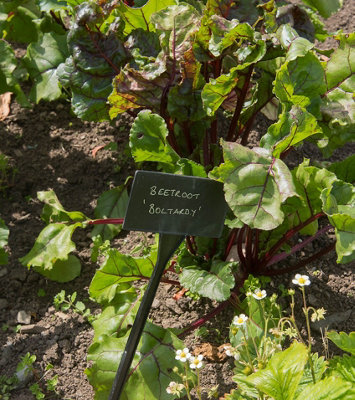 Beetroot Boltardy Vegetable Seeds (Approx.280 seeds) by Jamieson Brothers - 4