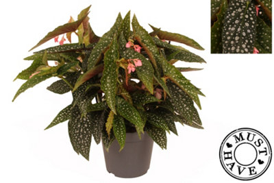 Beg Maculata Double Dot, 17cm Pot Size, 35cm Tall, Begonia, Indoor Houseplant