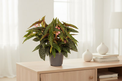 Beg Maculata Double Dot Pot size 17 Cm Height 35 Polka begonia Indoor ...