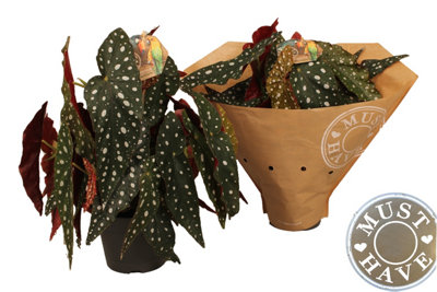 Beg Maculata Wightii  Feel Gre, 17cm Pot Size, 35cm Tall, Begonia, Indoor Houseplant