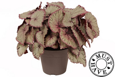 Beg Rex Hawaiian Silver, 17cm Pot Size, 35cm Tall, Begonia, Indoor Houseplant