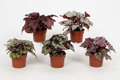 Beg Rex Mixed, 12cm Pot Size, 20cm Tall, Rex begonia, Indoor Houseplant