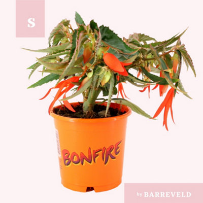 Beg Tub Bonfire, 11cm Pot Size, 20cm Tall, Bonfire Begonia, Indoor ...