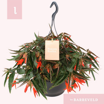 Beg Tub Bonfire, 23cm Pot Size, 35cm Tall, Bonfire Begonia, Indoor ...