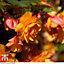 Begonia Apricot Shades -  12 Plug Plants - Ideal for Hanging Baskets, Patio Containers & Window Boxes