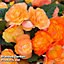 Begonia Apricot Shades Improved F1 Hybrid -  24 Plug Plants - Ideal for Hanging Baskets, Patio Containers & Window Boxes