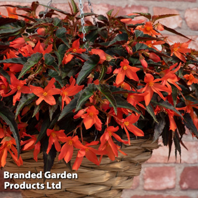 Begonia Bossa Nova Night Fever 15 Garden Ready Plants
