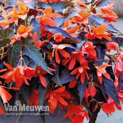 Begonia Bossa Nova Night Fever 15 Garden Ready Plants