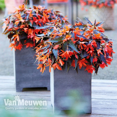 Begonia Bossa Nova Night Fever 15 Garden Ready Plants - 3