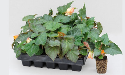 Begonia Bossa Nova Night Fever 15 Garden Ready Plants - 4