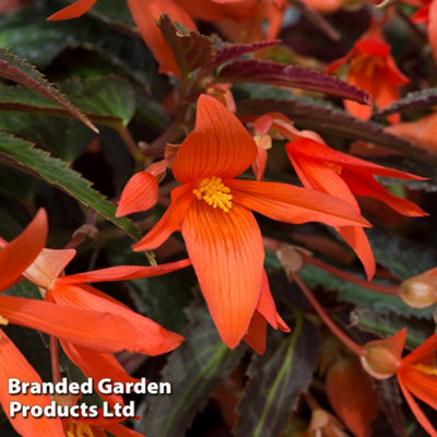 Begonia Bossa Nova Night Fever 15 Garden Ready Plants - 5