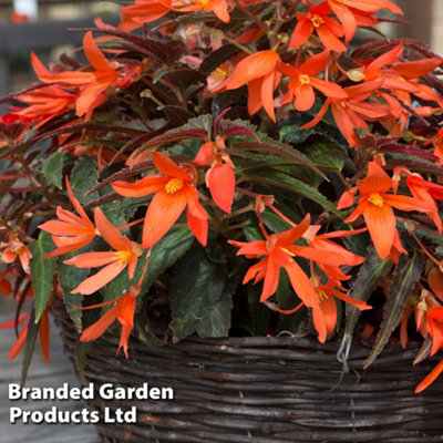 Begonia Bossa Nova Night Fever 15 Garden Ready Plants - 6
