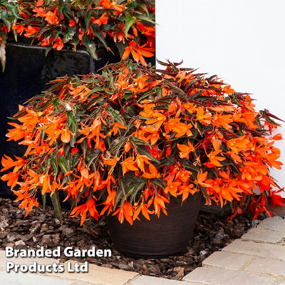 Begonia Bossa Nova Night Fever 15 Garden Ready Plants - 7