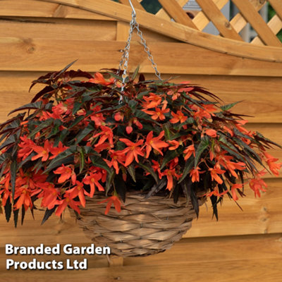 Begonia Bossa Nova Night Fever 15 Garden Ready Plants - 8