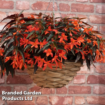 Begonia Bossa Nova Night Fever 15 Garden Ready Plants - 9