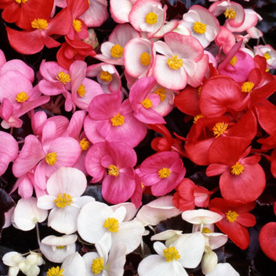 Begonia Devil Mix Vibrant Selection of Garden Ready Bedding Plants 6 Pack