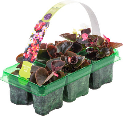 Begonia Devil Mix Vibrant Selection of Garden Ready Bedding Plants 6 Pack
