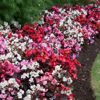 Begonia Devil Mix Vibrant Selection of Garden Ready Bedding Plants 6 Pack - 3