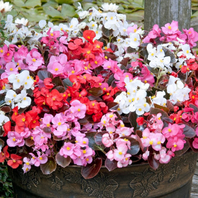 Begonia Devil Mix Vibrant Selection of Garden Ready Bedding Plants 6 Pack - 4