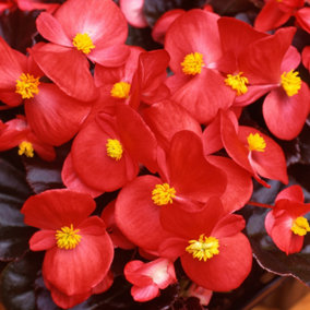 Begonia Devil Red Vibrant Compact Garden Ready Bedding Plants 6 Pack
