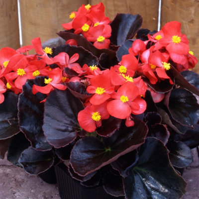 Begonia Devil Red Vibrant Compact Garden Ready Bedding Plants 6 Pack