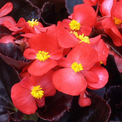Begonia Devil Red Vibrant Compact Garden Ready Bedding Plants 6 Pack - 3