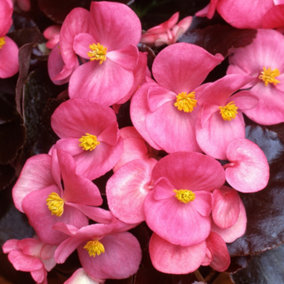 Begonia Devil Rose Vibrant Compact Garden Ready Bedding Plants 6 Pack