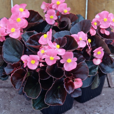 Begonia Devil Rose Vibrant Compact Garden Ready Bedding Plants 6 Pack
