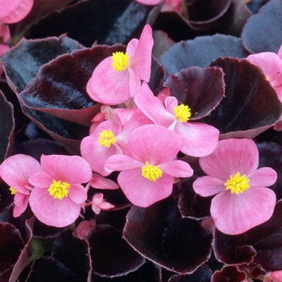 Begonia Devil Rose Vibrant Compact Garden Ready Bedding Plants 6 Pack - 3