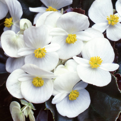 Begonia Devil White Vibrant Compact Garden Ready Bedding Plants 6 Pack