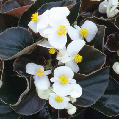 Begonia Devil White Vibrant Compact Garden Ready Bedding Plants 6 Pack - 3