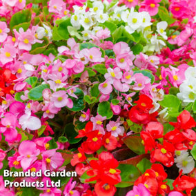 Begonia Emperor Mix Garden Ready - 15 Plants - Peat Free