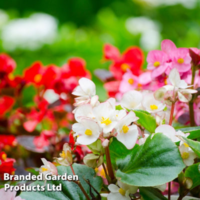 Begonia Emperor Mix Garden Ready - 15 Plants - Peat Free