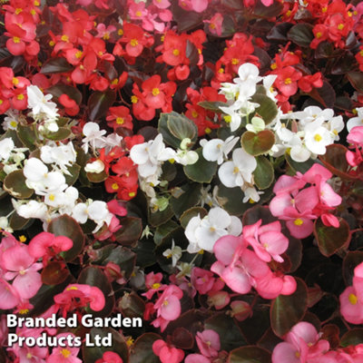 Begonia Emperor Mix Garden Ready - 15 Plants - Peat Free - 3