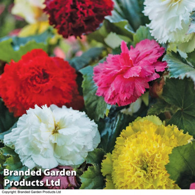 Begonia Fringed Mix 10 Tubers (Size 03/04)