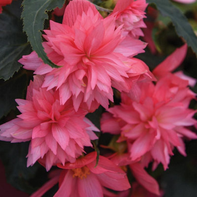 Begonia Funky Pink Garden Ready 15 Garden Ready Plants