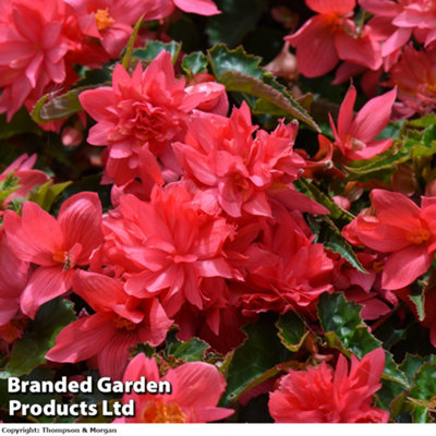 Begonia Funky Pink Garden Ready 15 Garden Ready Plants