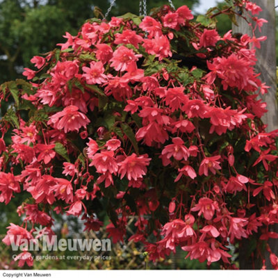 Begonia Funky Pink Garden Ready 15 Garden Ready Plants - 3
